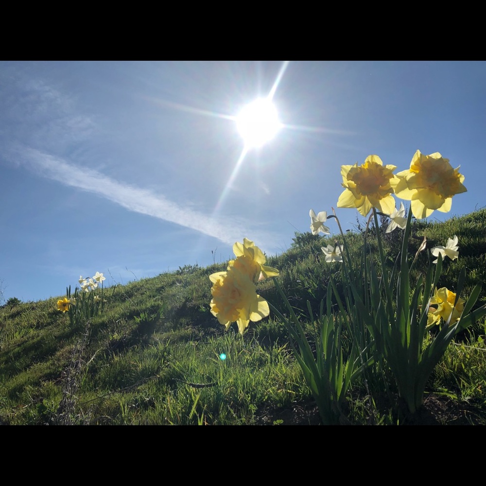 Meet your Posher, Trixie